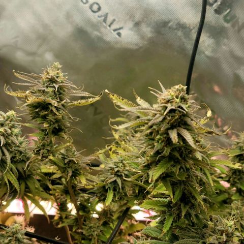 Platinum Cake growlog timeline photo