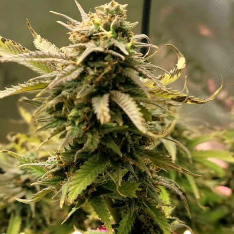 Platinum Cake growlog timeline photo