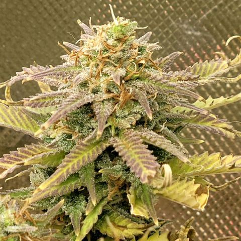 Platinum Cake growlog timeline photo