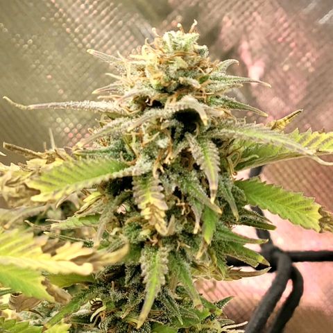 Platinum Cake growlog timeline photo