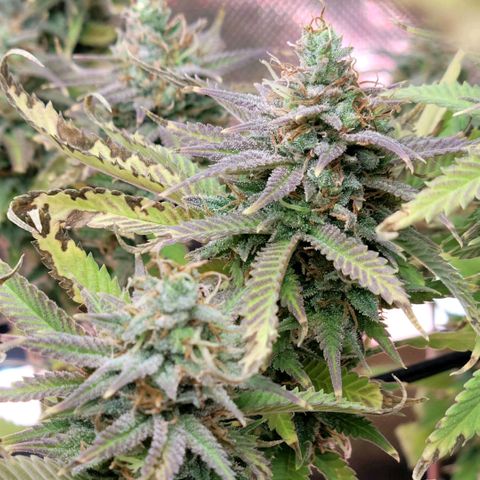 Platinum Cake growlog timeline photo