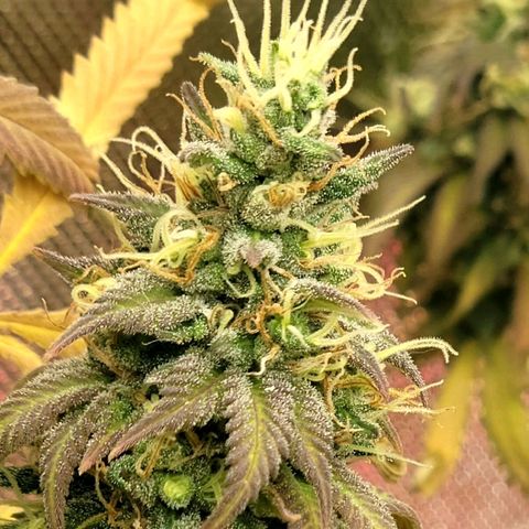 Northern Lights 1 and 2 growlog timeline photo