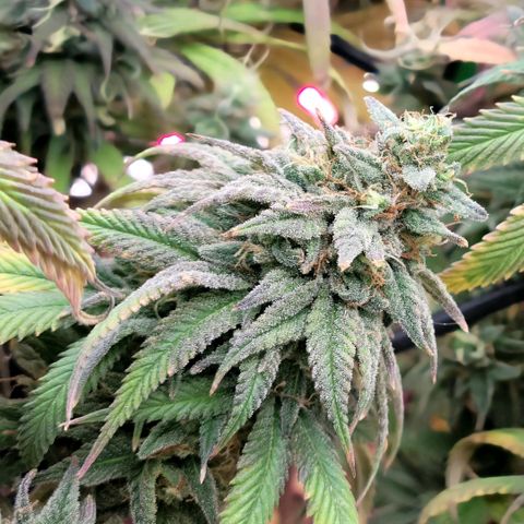 Northern Lights 1 and 2 growlog timeline photo