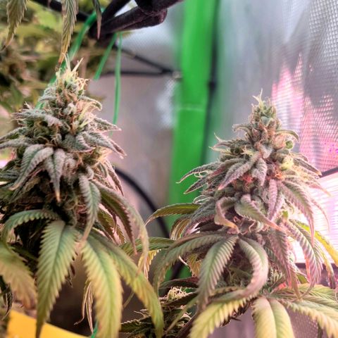 Northern Lights 1 and 2 growlog timeline photo