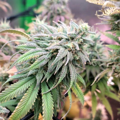Northern Lights 1 and 2 growlog timeline photo