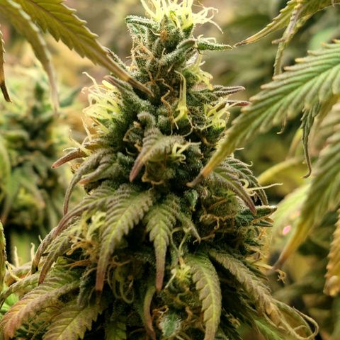 Northern Lights 1 and 2 growlog timeline photo