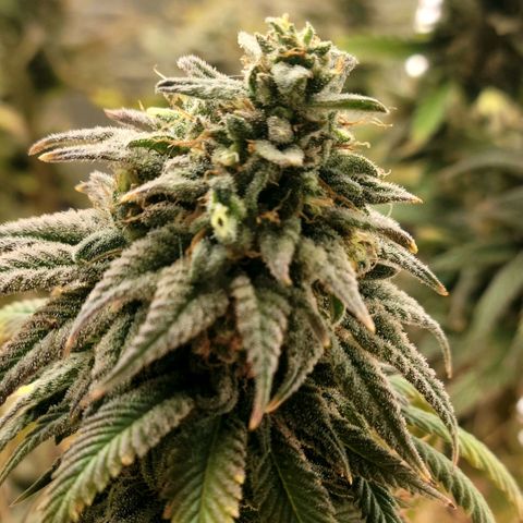 Northern Lights 1 and 2 growlog timeline photo