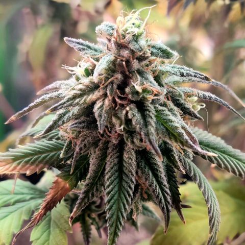 Northern Lights 1 and 2 growlog timeline photo