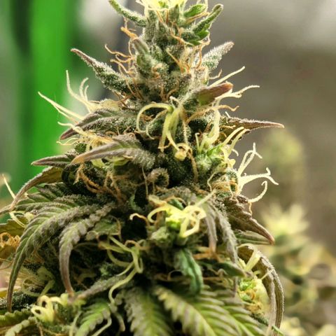 Northern Lights 1 and 2 growlog timeline photo
