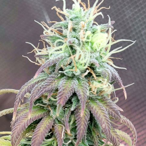 Northern Lights 1 and 2 growlog timeline photo