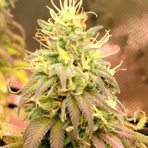 Northern Lights 1 and 2 growlog timeline photo