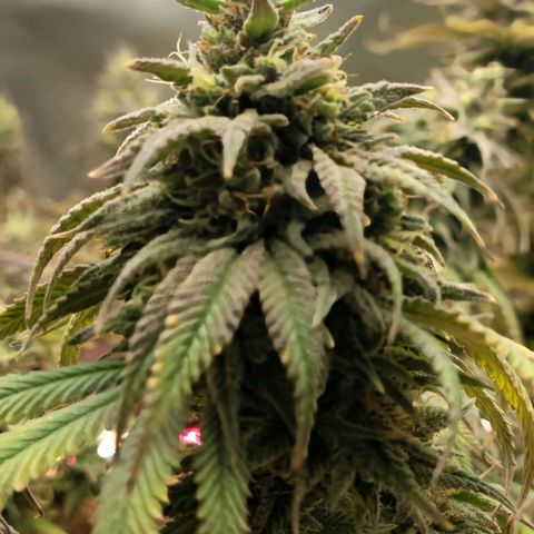 Northern Lights 1 and 2 growlog timeline photo