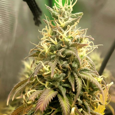 Northern Lights 1 and 2 growlog timeline photo