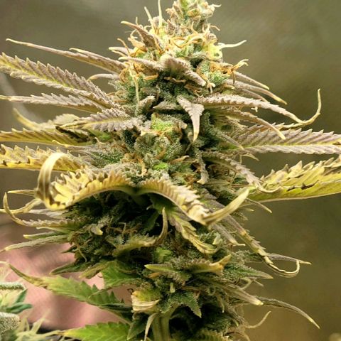 Platinum Cake growlog timeline photo