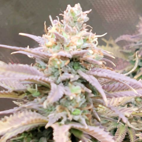 Platinum Cake growlog timeline photo