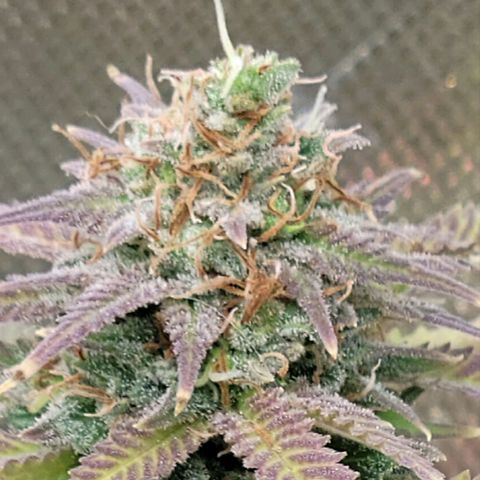 Platinum Cake growlog timeline photo