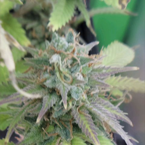 Platinum Cake growlog timeline photo