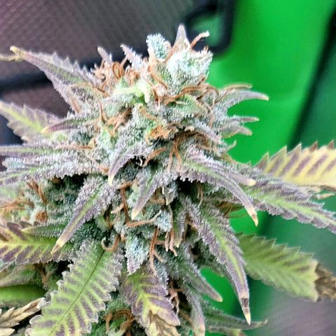 Platinum Cake growlog timeline photo