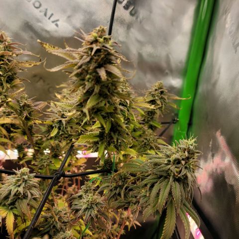 Platinum Cake growlog timeline photo