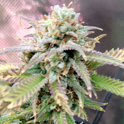 Platinum Cake growlog timeline photo