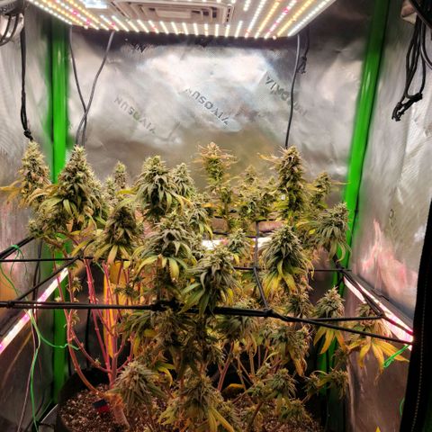 Platinum Cake growlog timeline photo