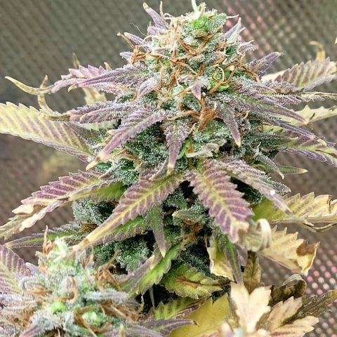 Platinum Cake growlog timeline photo