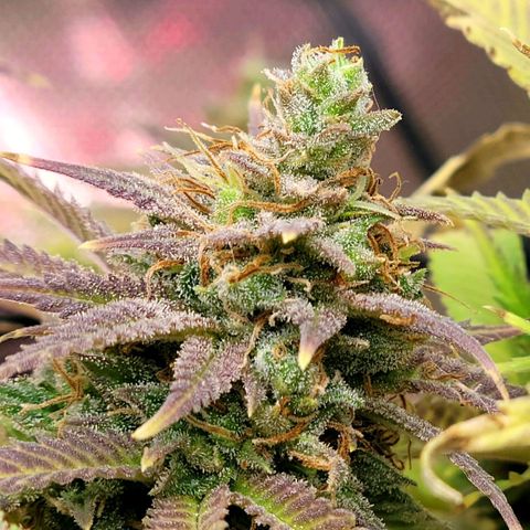 Platinum Cake growlog timeline photo