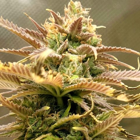 Platinum Cake growlog timeline photo