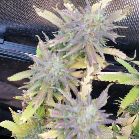 Platinum Cake growlog timeline photo