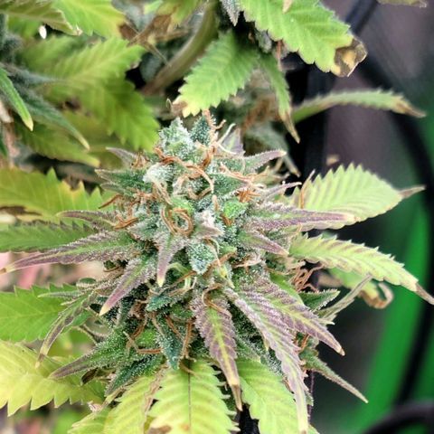 Platinum Cake growlog timeline photo