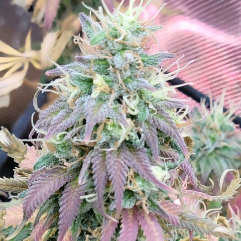 Northern Lights 1 and 2 growlog timeline photo