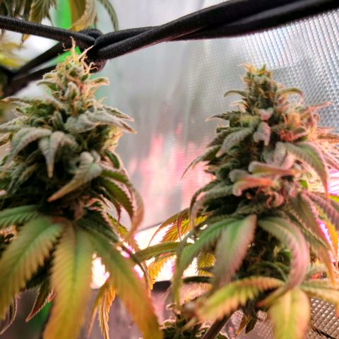 Northern Lights 1 and 2 growlog timeline photo