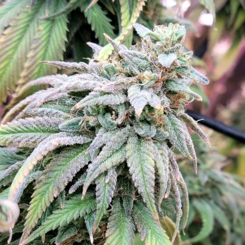 Northern Lights 1 and 2 growlog timeline photo