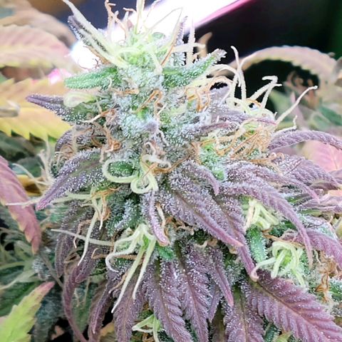 Northern Lights 1 and 2 growlog timeline photo