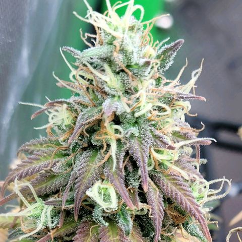 Northern Lights 1 and 2 growlog timeline photo