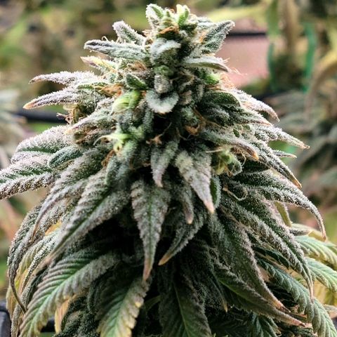 Northern Lights 1 and 2 growlog timeline photo