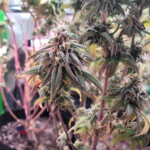 Northern Lights 1 and 2 growlog timeline photo
