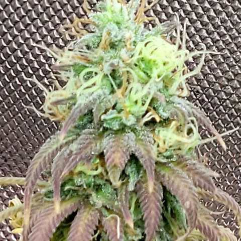 Northern Lights 1 and 2 growlog timeline photo