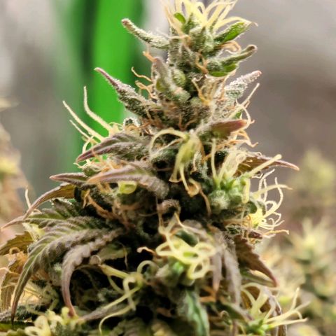 Northern Lights 1 and 2 growlog timeline photo