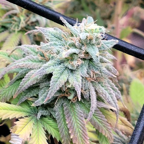 Northern Lights 1 and 2 growlog timeline photo