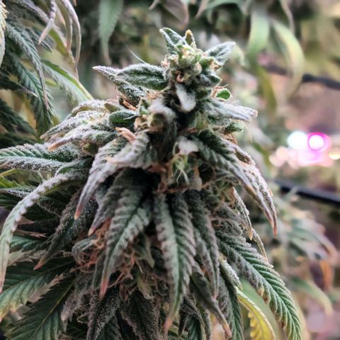 Northern Lights 1 and 2 growlog timeline photo