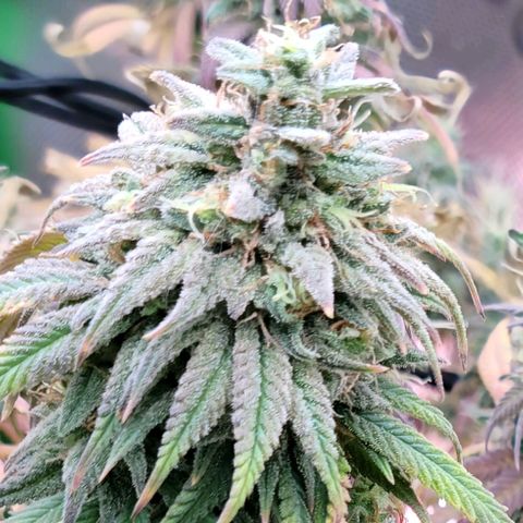 Northern Lights 1 and 2 growlog timeline photo