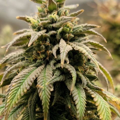 Northern Lights 1 and 2 growlog timeline photo