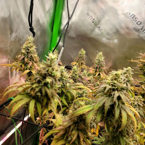 Northern Lights 1 and 2 growlog timeline photo