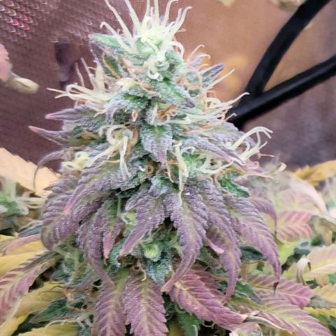 Northern Lights 1 and 2 growlog timeline photo
