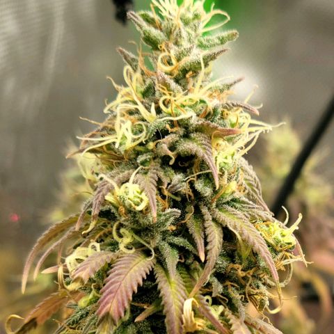 Northern Lights 1 and 2 growlog timeline photo