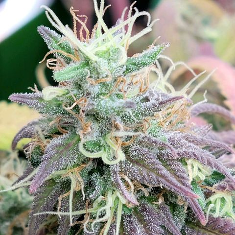 Northern Lights 1 and 2 growlog timeline photo