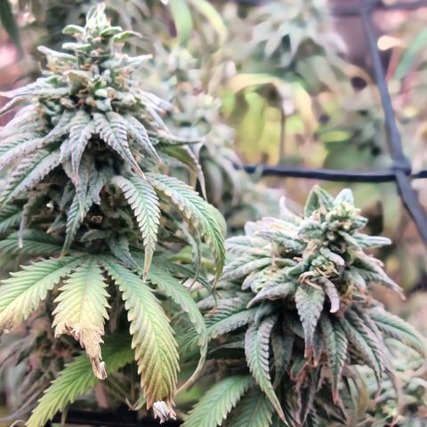 Northern Lights 1 and 2 growlog timeline photo