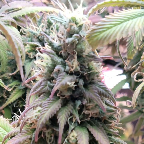 Northern Lights 1 and 2 growlog timeline photo