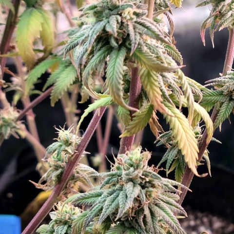 Northern Lights 1 and 2 growlog timeline photo